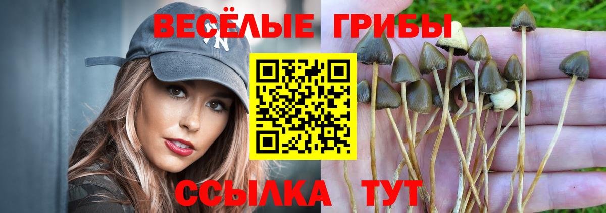 Назарово  Псилоцибиновые грибы Psilocybine cubensis  Вход с VPN 